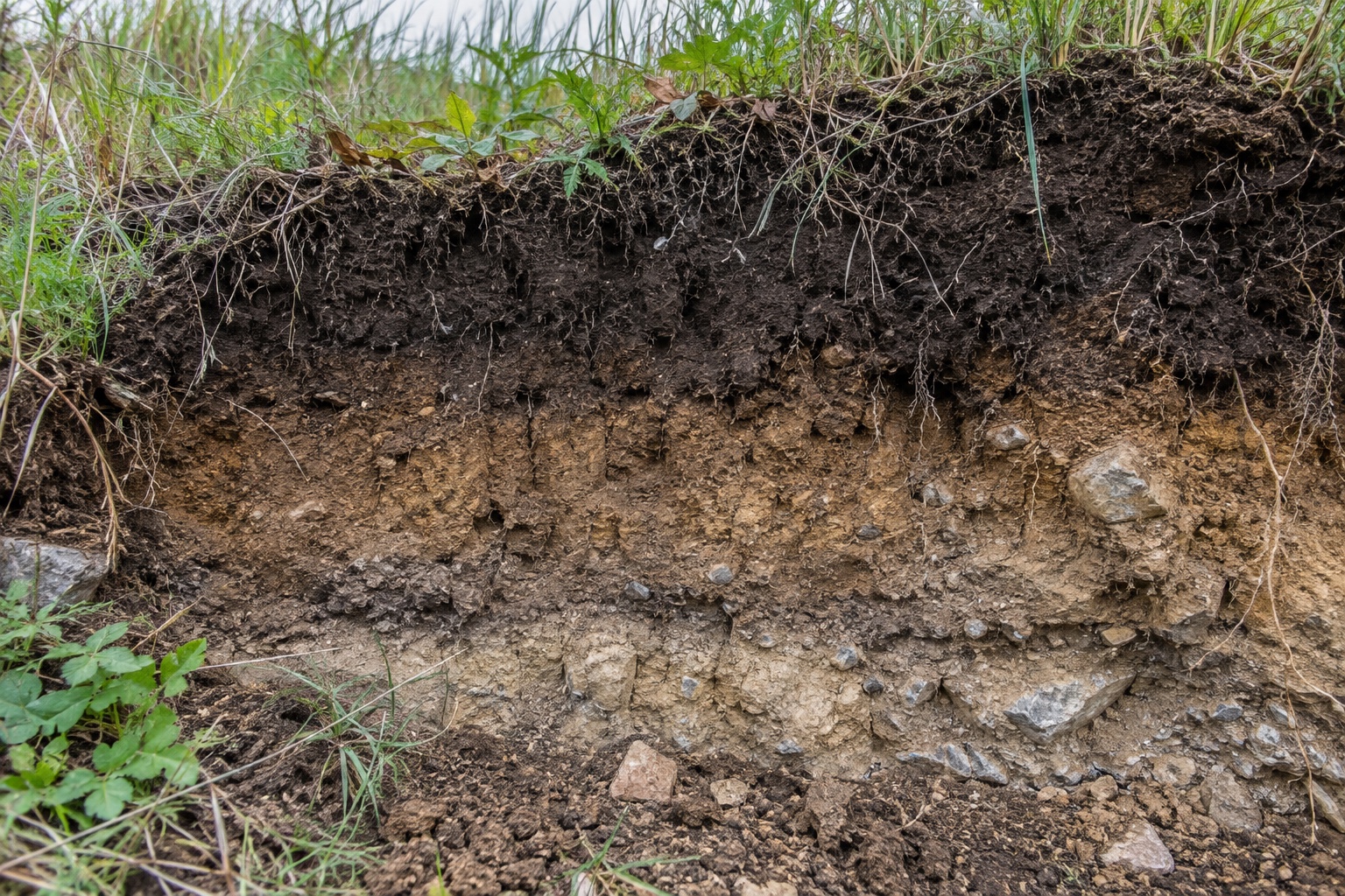 Exposed soil profile showing dark surface soil, lighter subsurface layers, roots, stones, and changing soil texture.